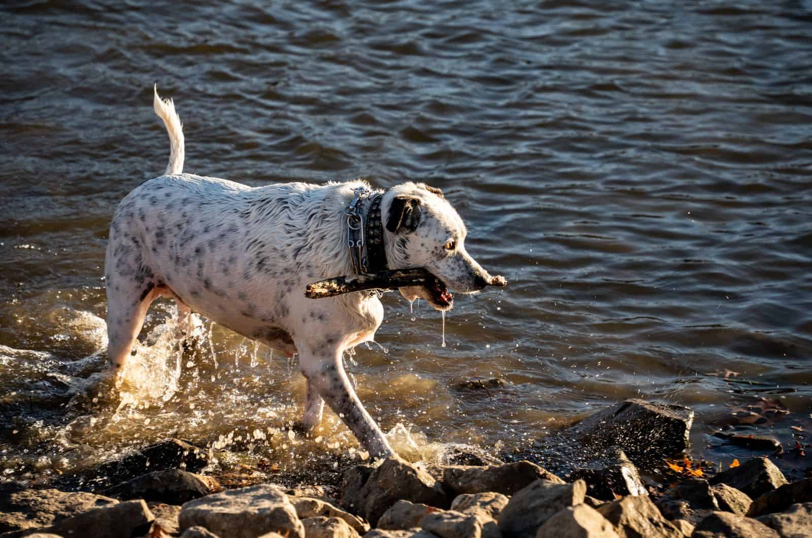 dog with stick walking on water