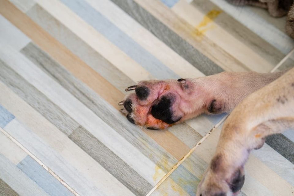 18 Causes Of Red Paws On Dogs And How To Prevent Them