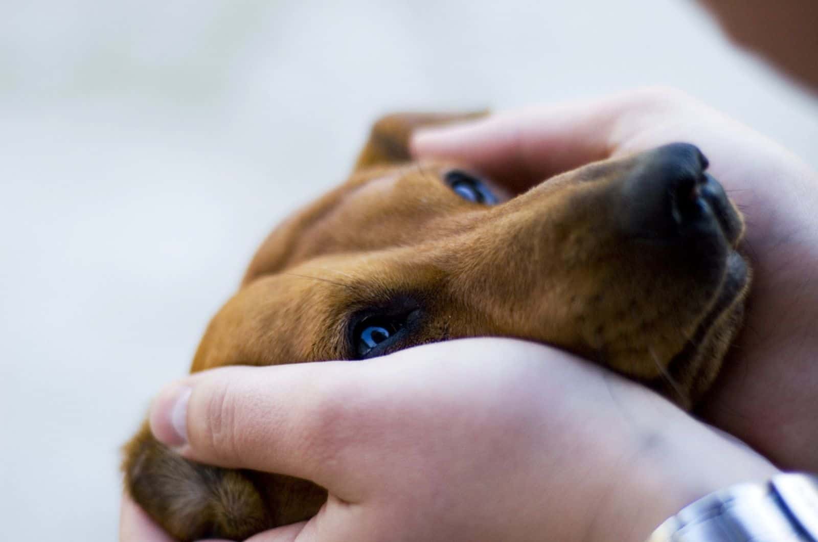 duchshund dogputs the head in hands of the owner