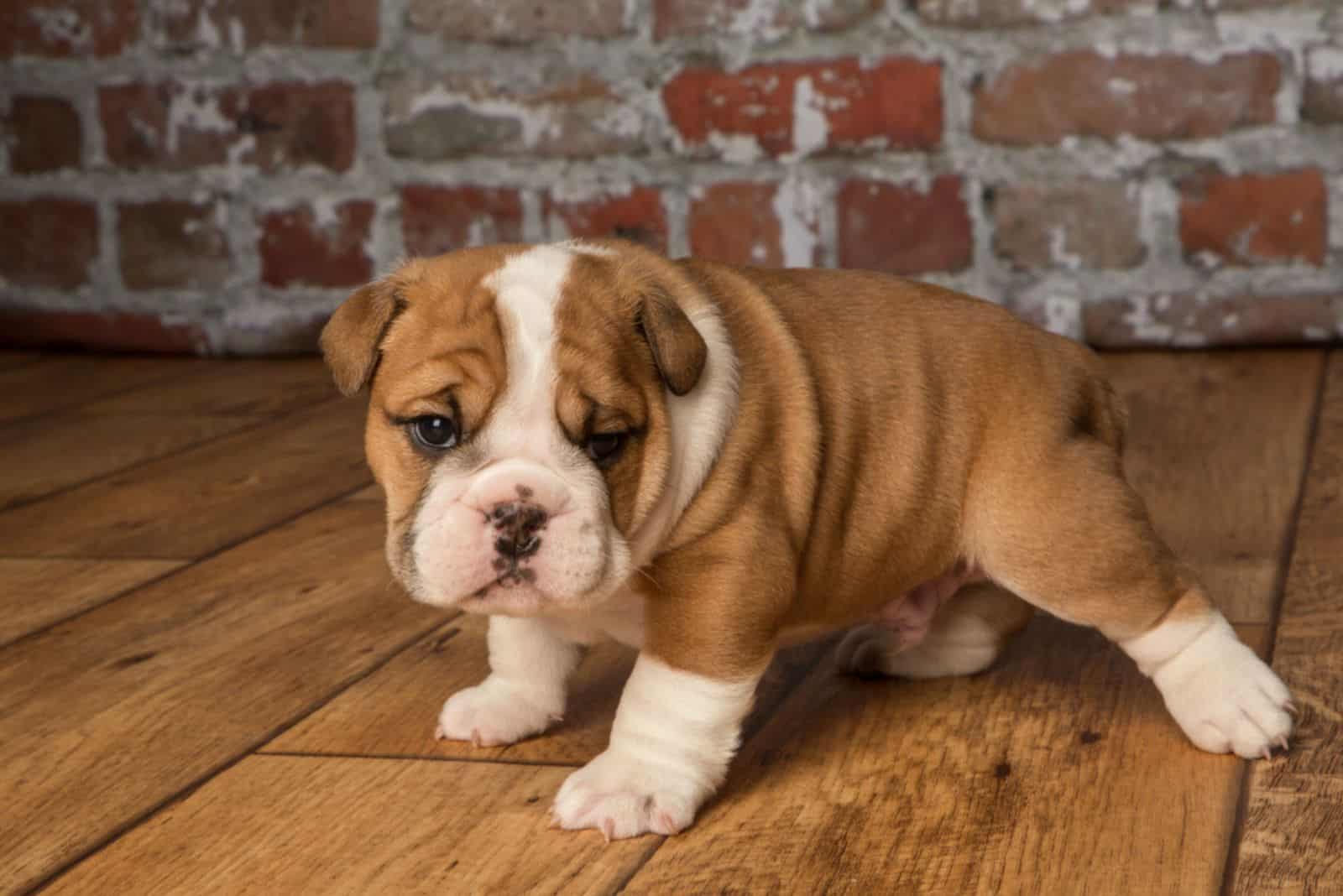 english bulldog puppy