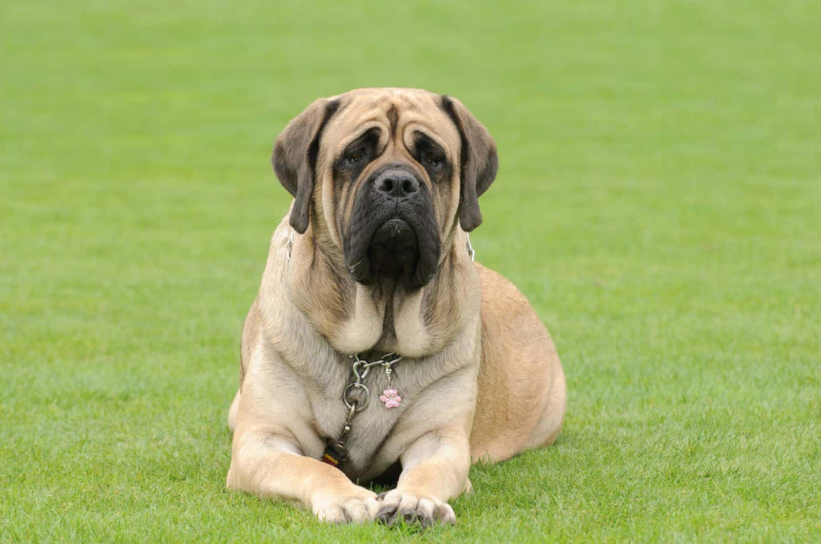 english mastiff lying on the grass