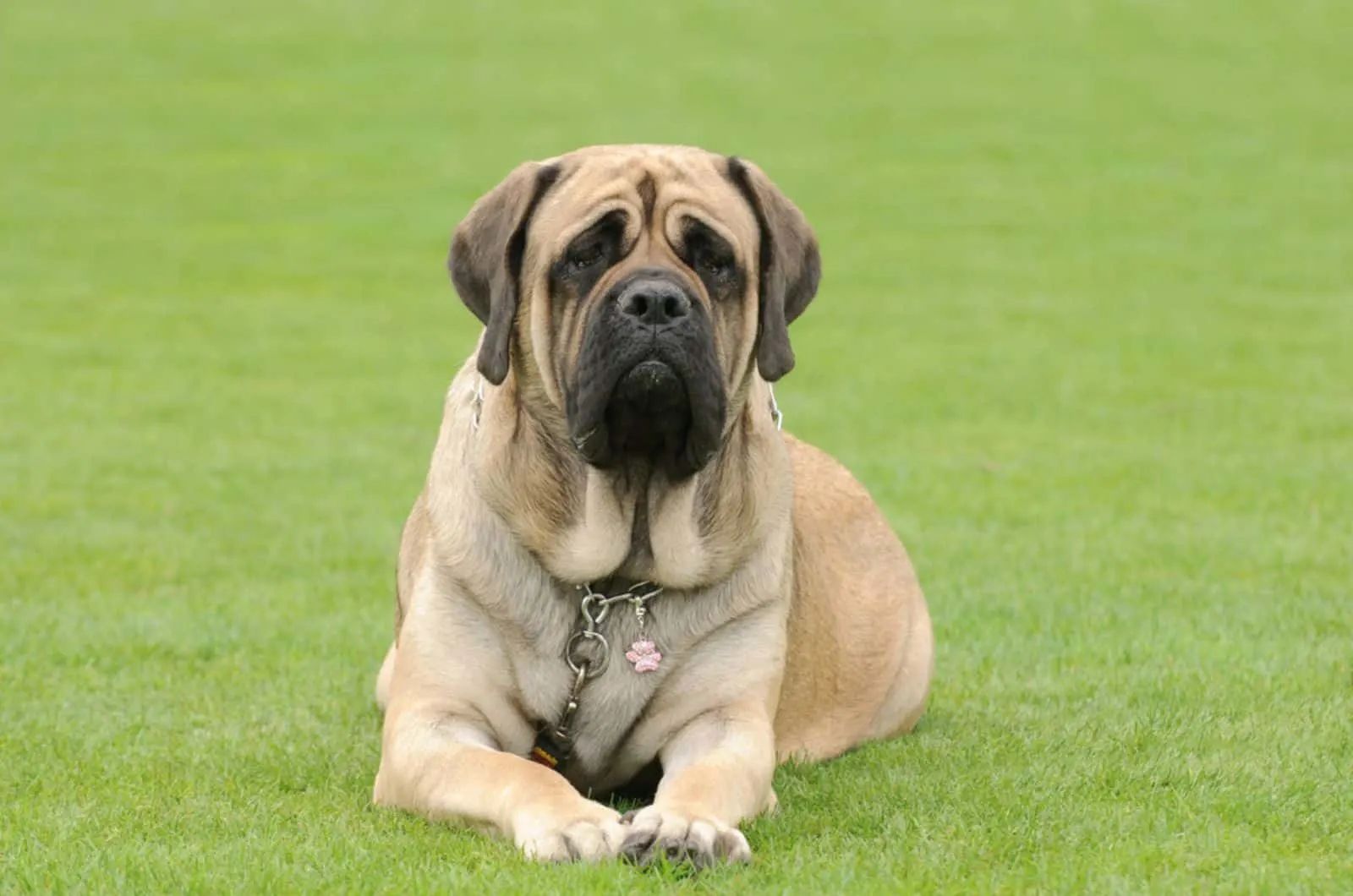 english mastiff lying on the grass