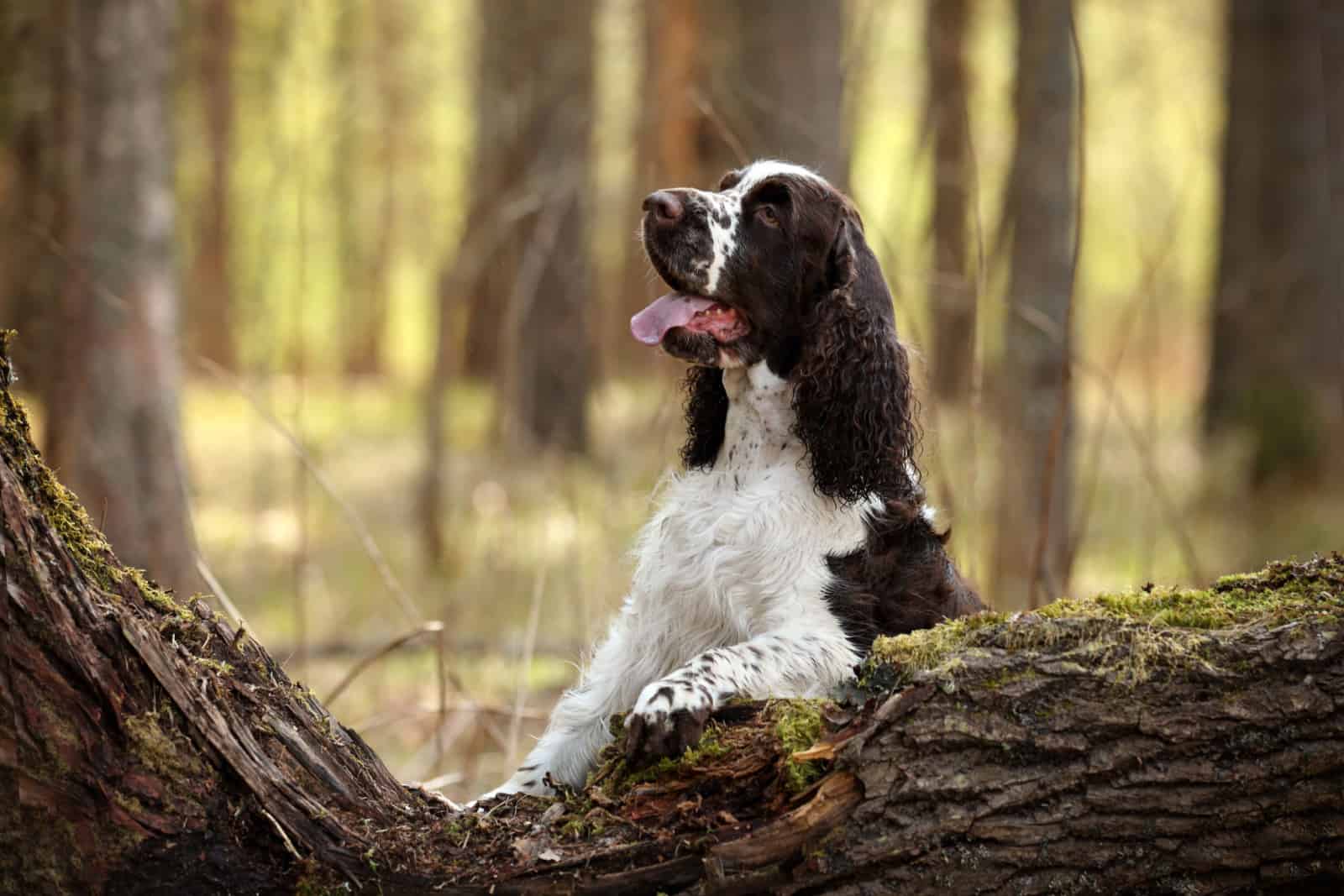 english springer spaniel on a log in forest