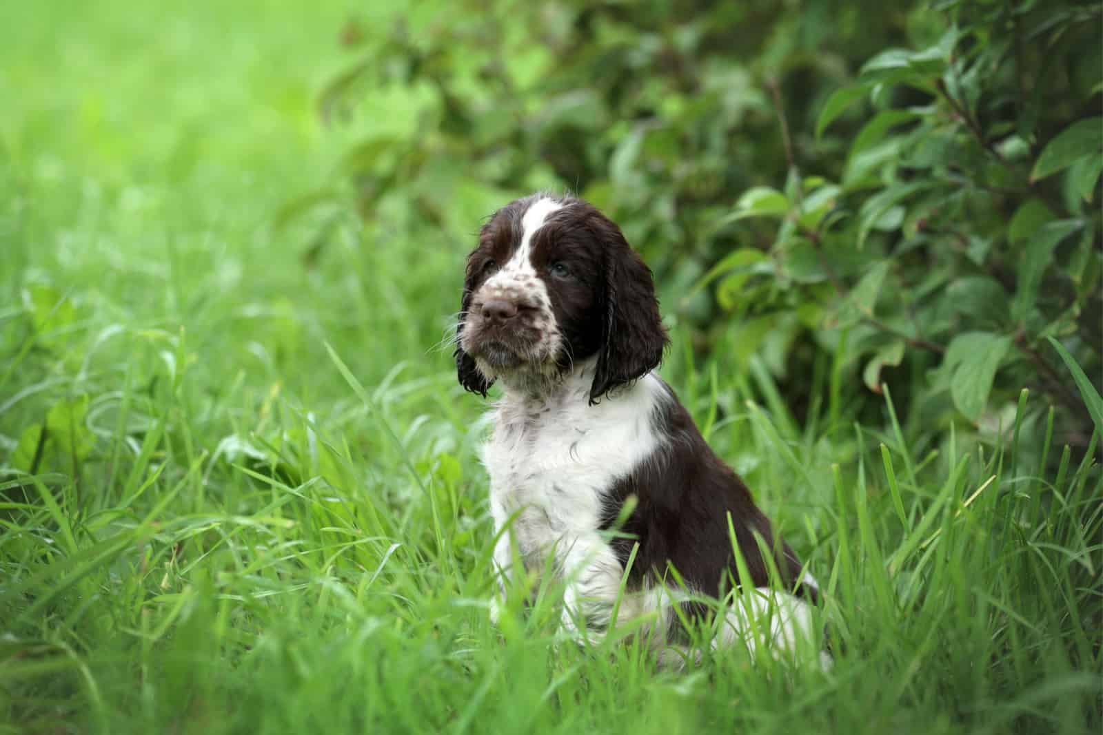 english springer spaniel puppy