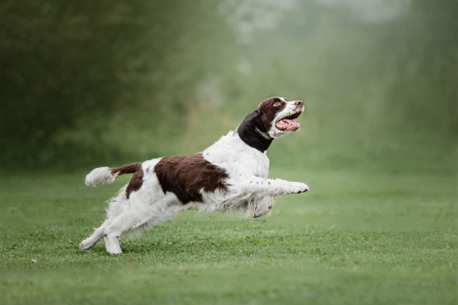 english springer spaniel running