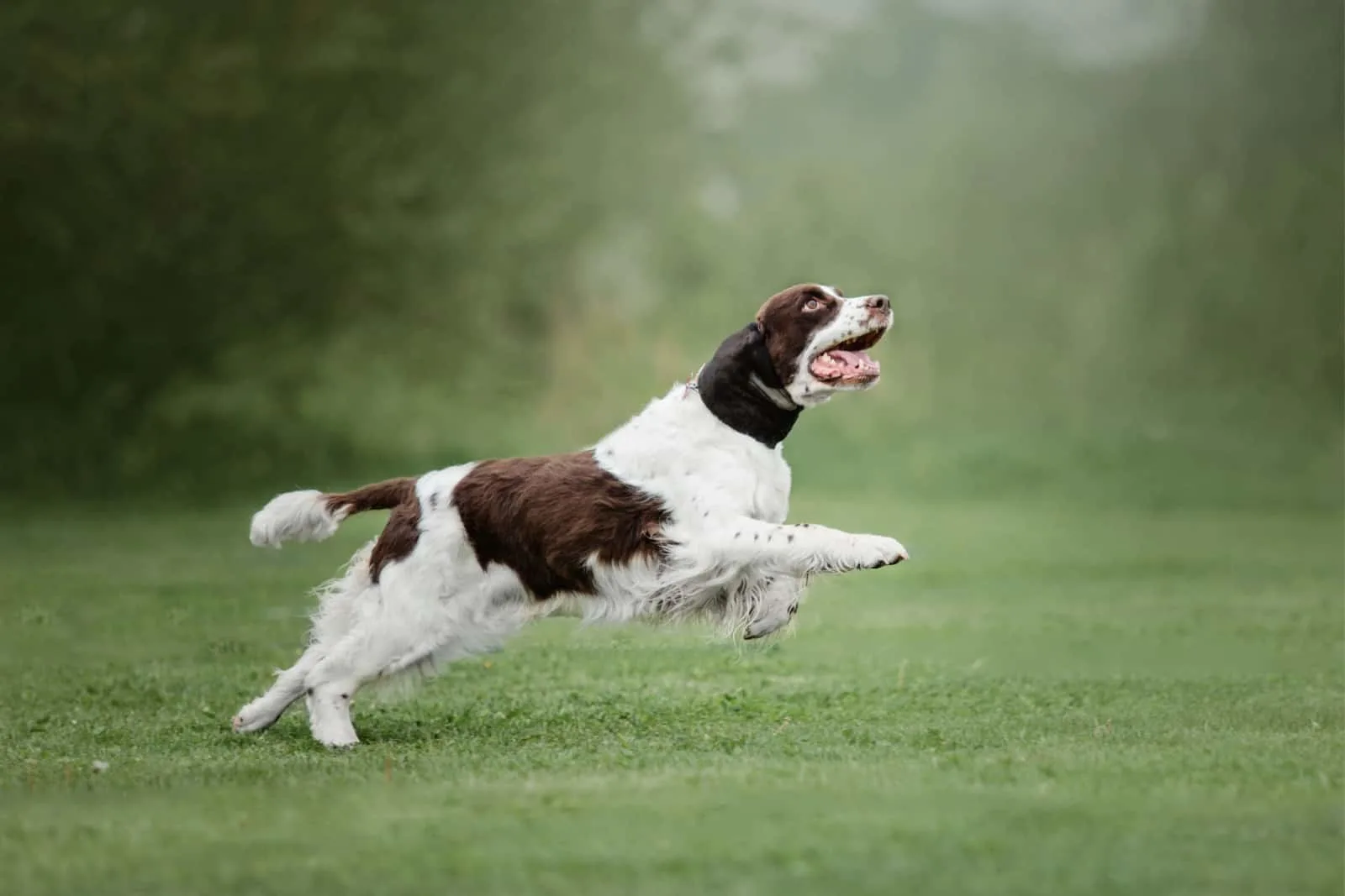 english springer spaniel running