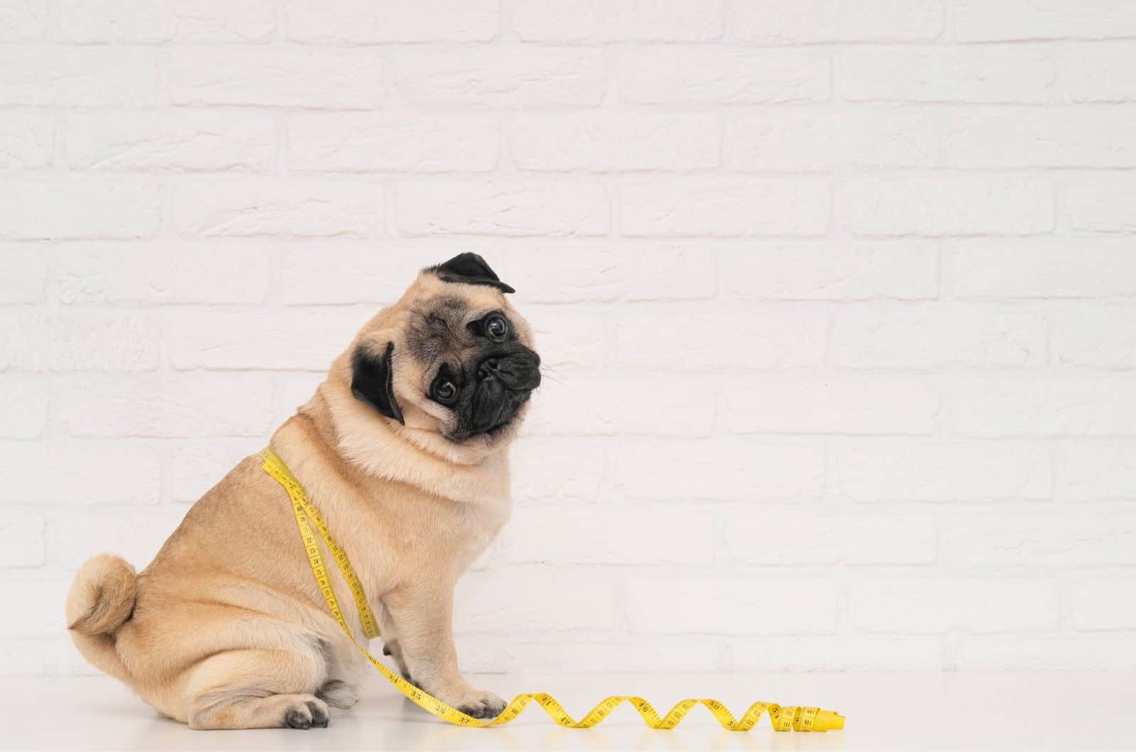 fat pug sits wrapped in a yellow measuring tape