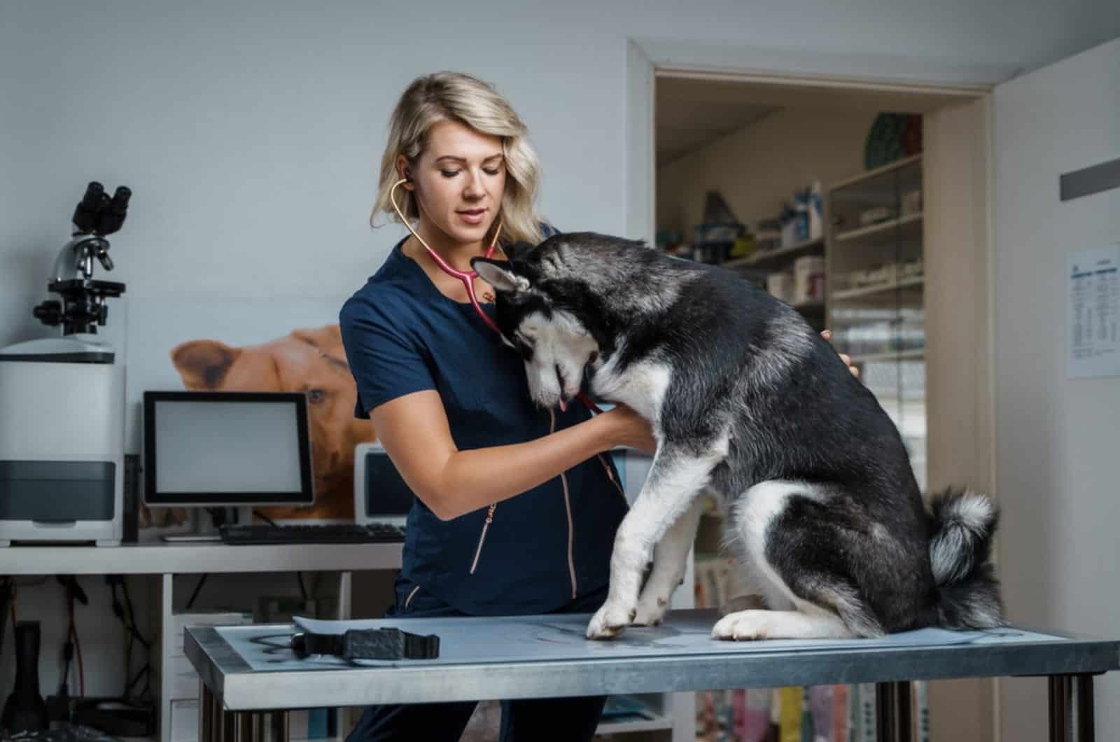 female vet examining siberian husky dog at clinic