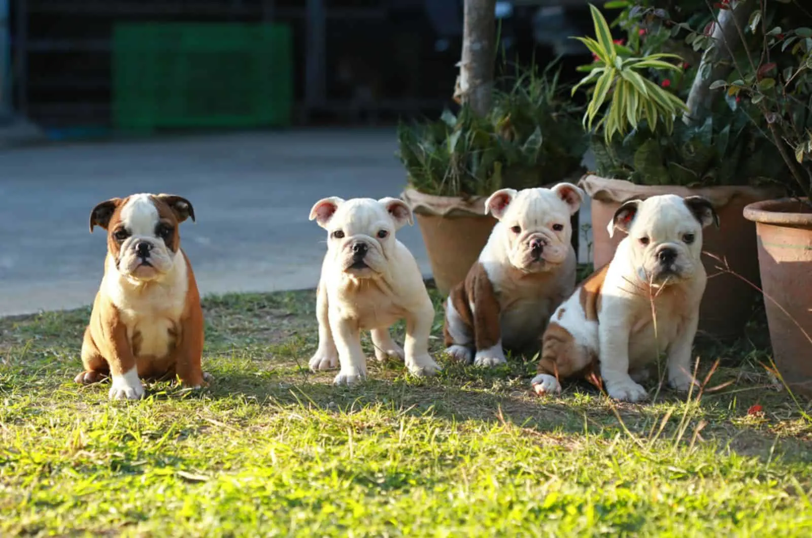 four cute english bulldog puppies in the garden