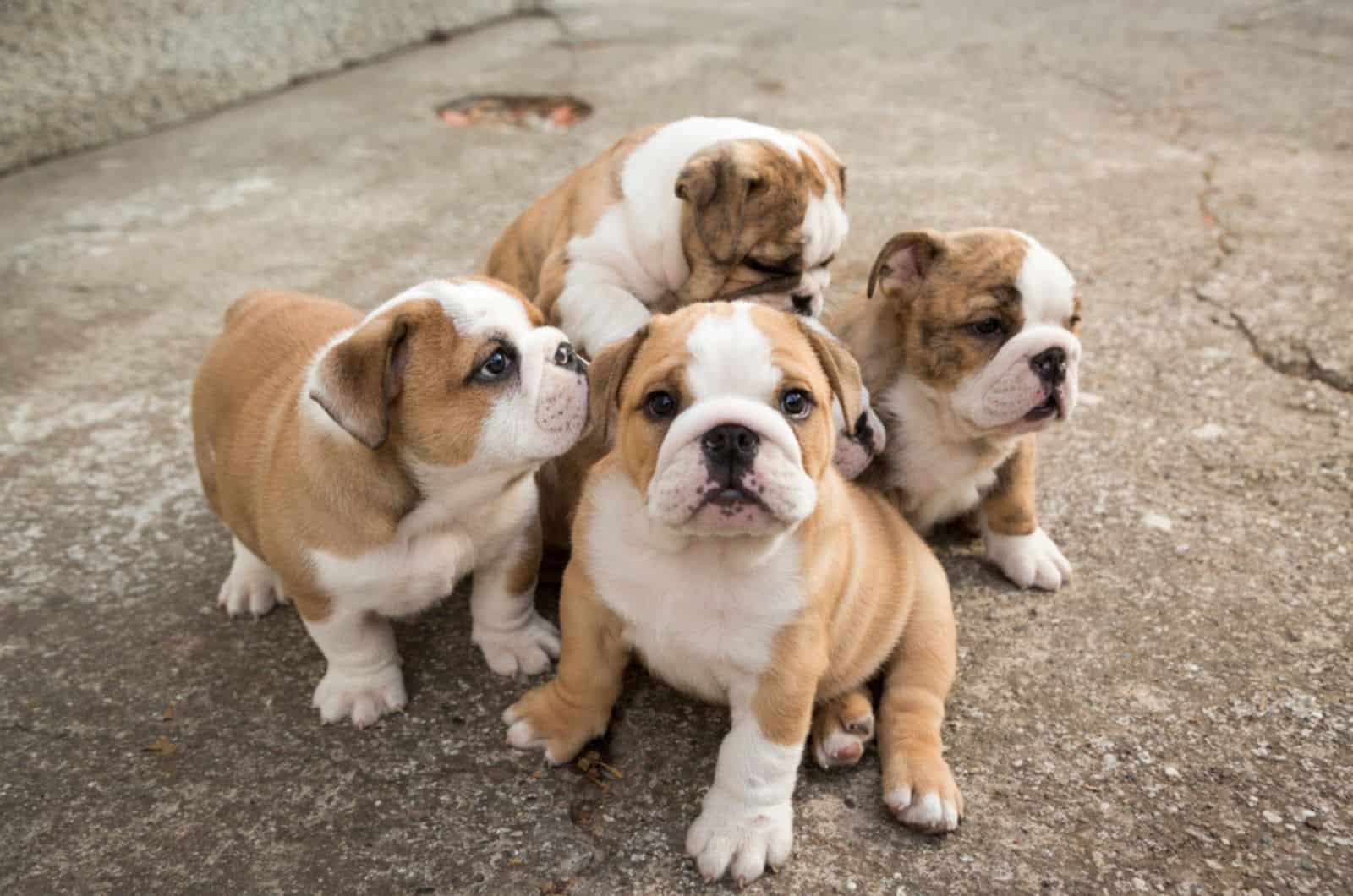 four english bulldog puppies playing outdoors