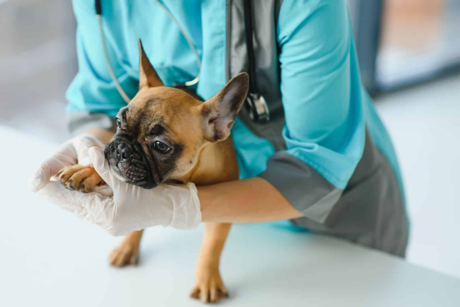 french bulldog dog and veterinarian doctor hand at vet clinic