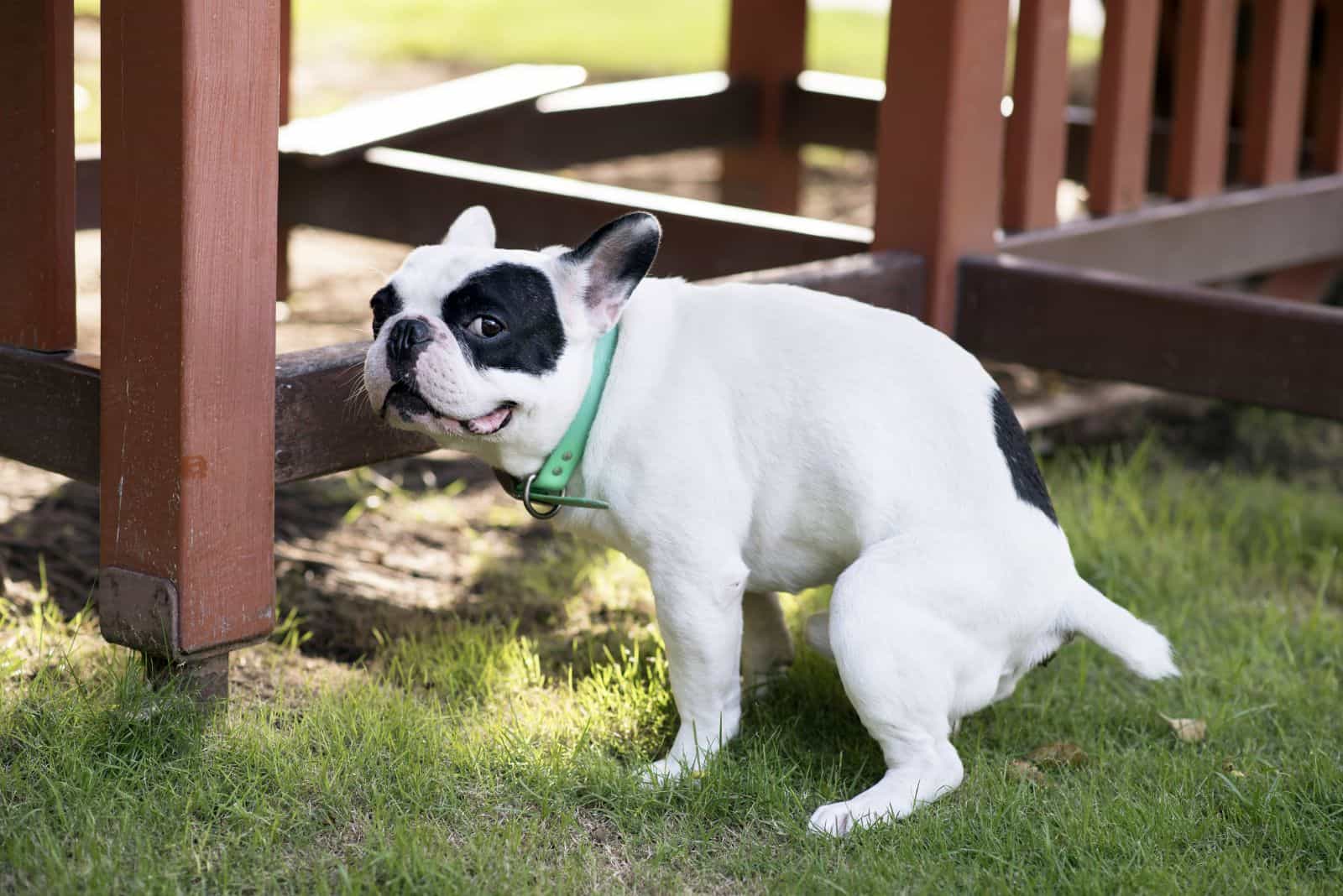 french bulldog poops in the park