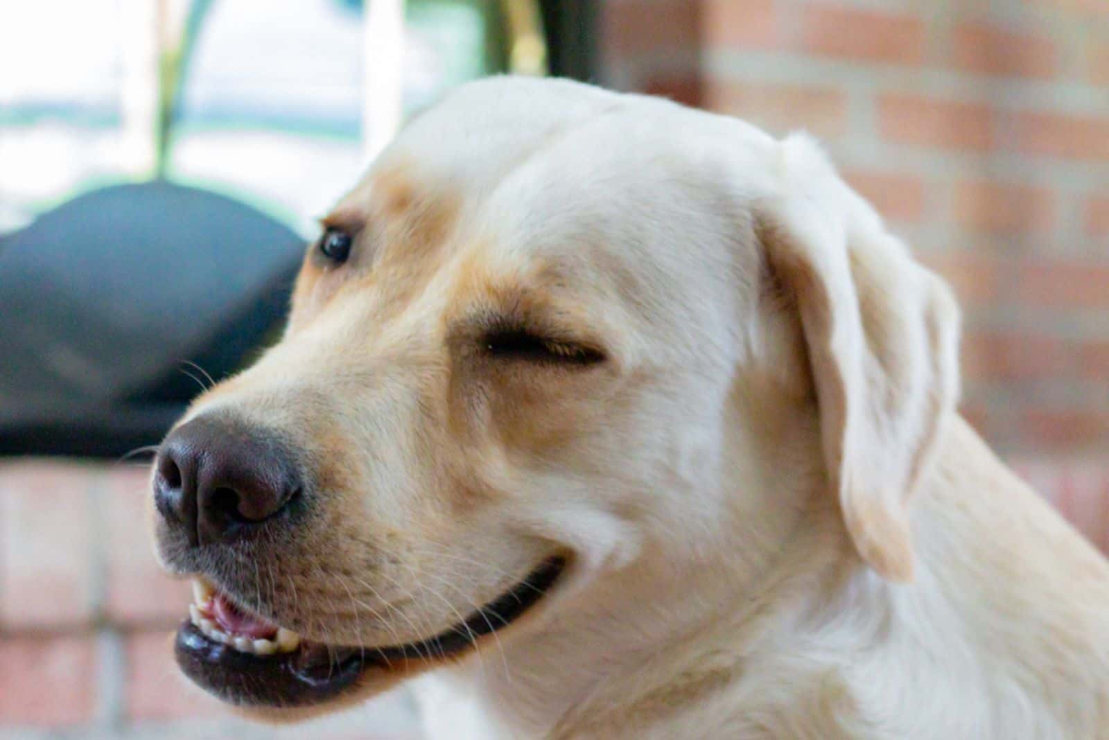funny pretty winking yellow labrador dog