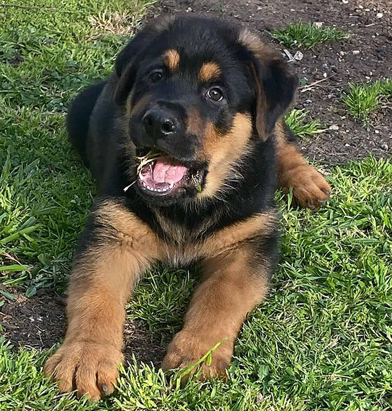 german rottie lying on the grass