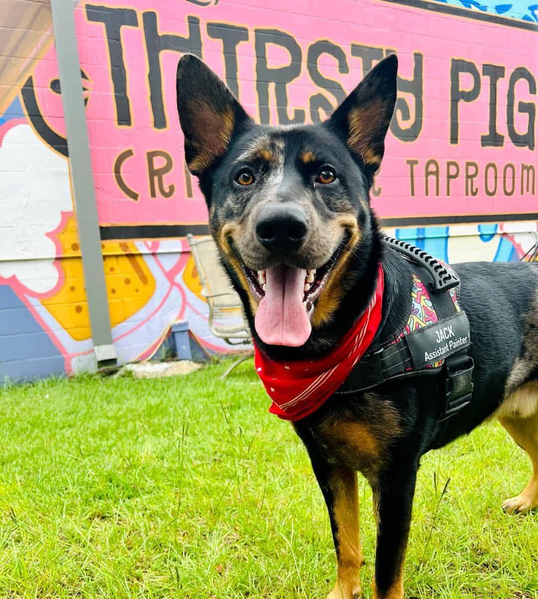 german shepehed catahoula leopard dog mix