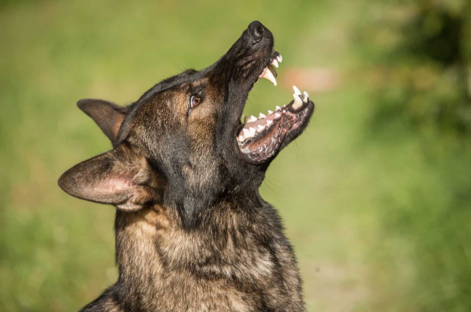 german shepherd barking