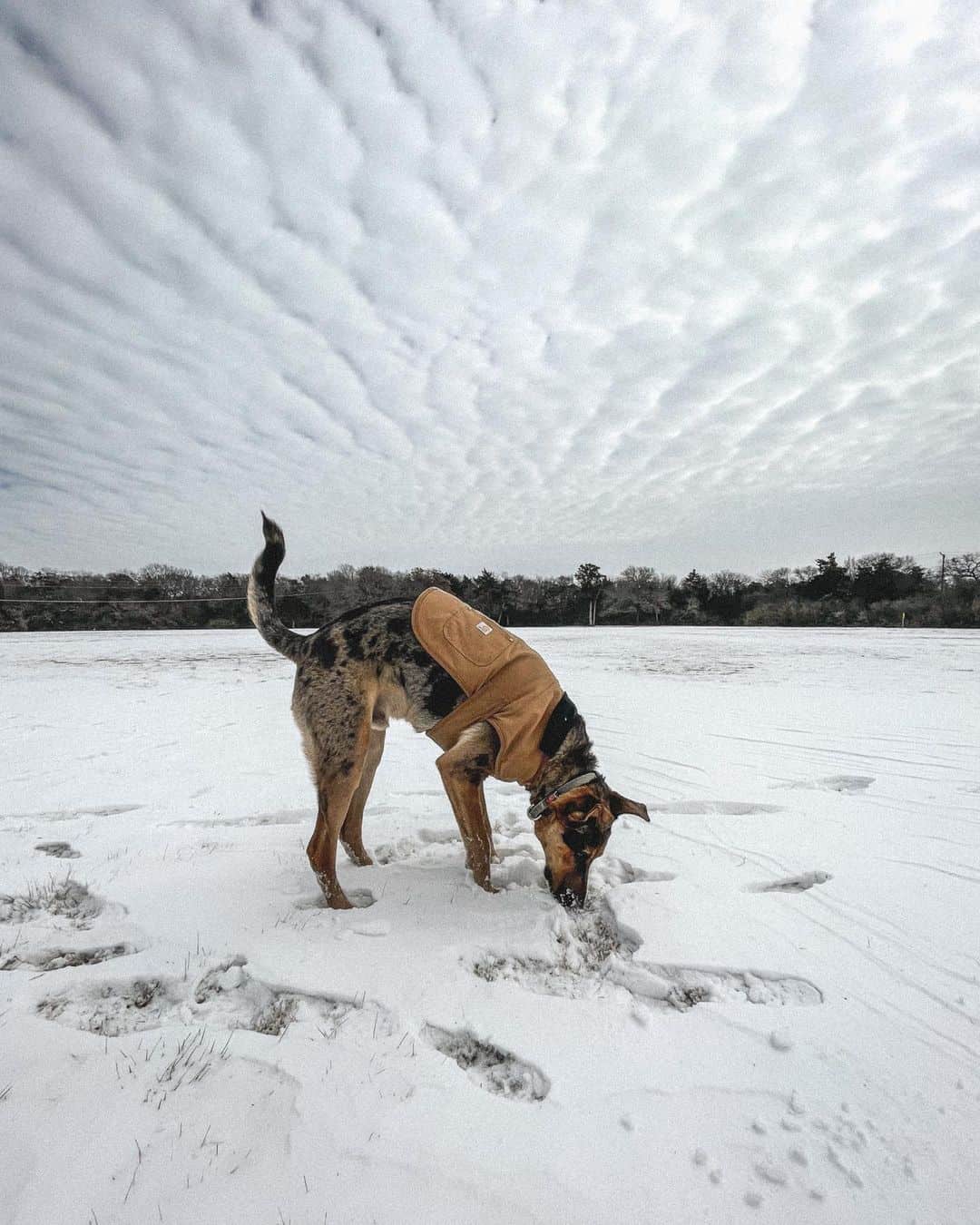 german shepherd catahoula mix