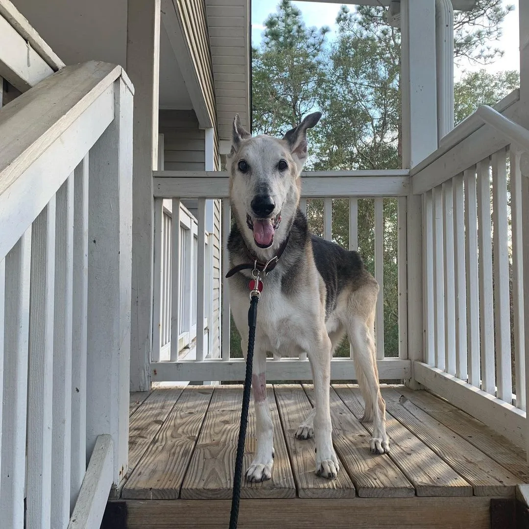 german shepherd greyhound mix standing on stairs