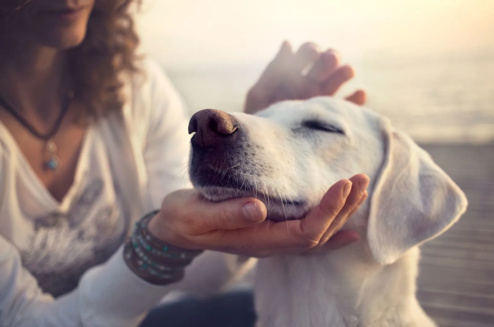 Why does my dog purr? girl caressing gently her dog