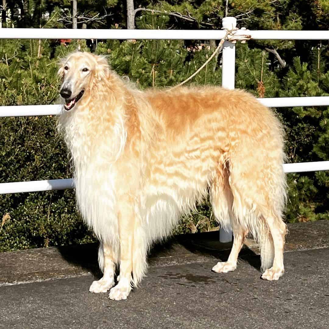 gold borzoi