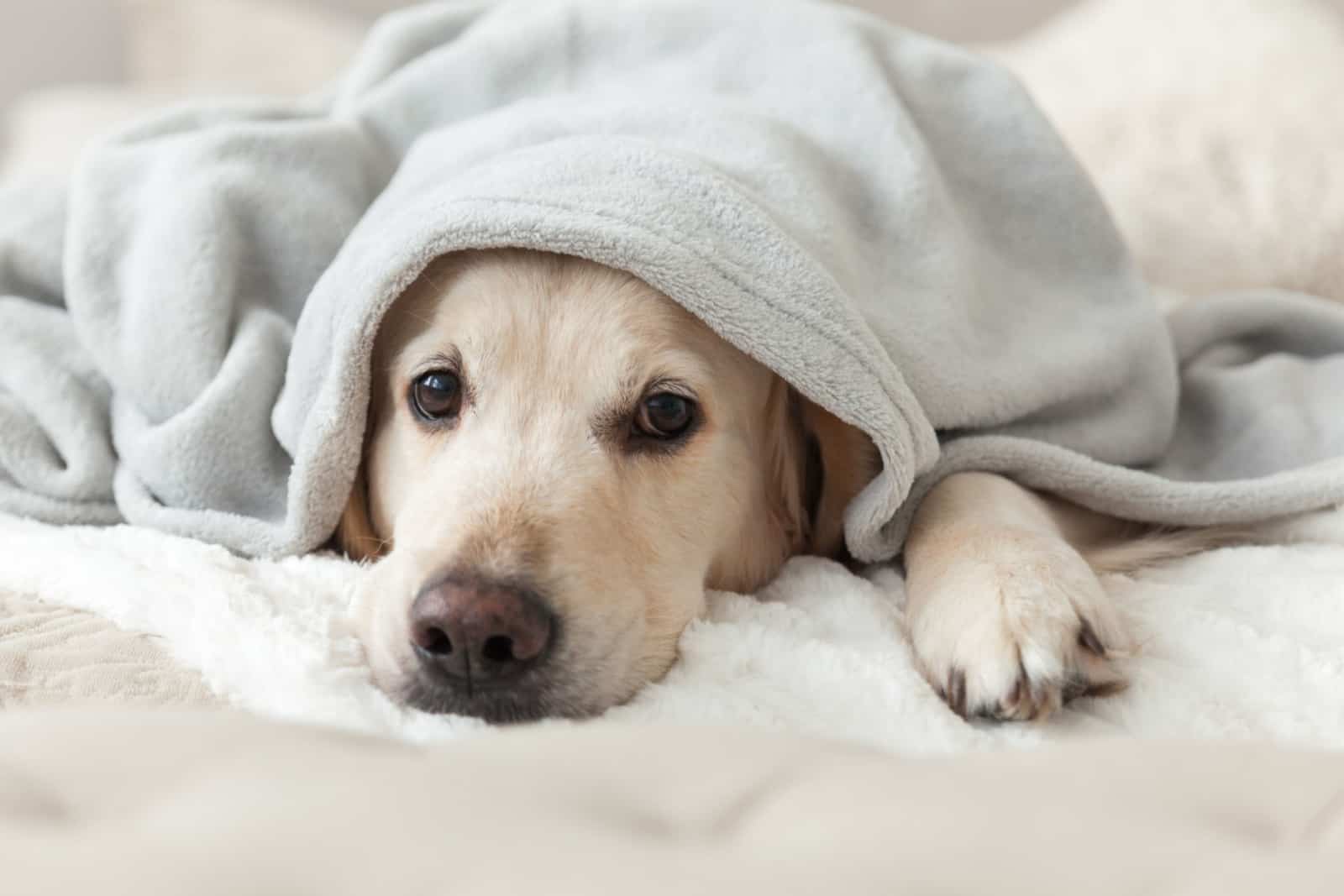 golden retriever dog under light gray plaid