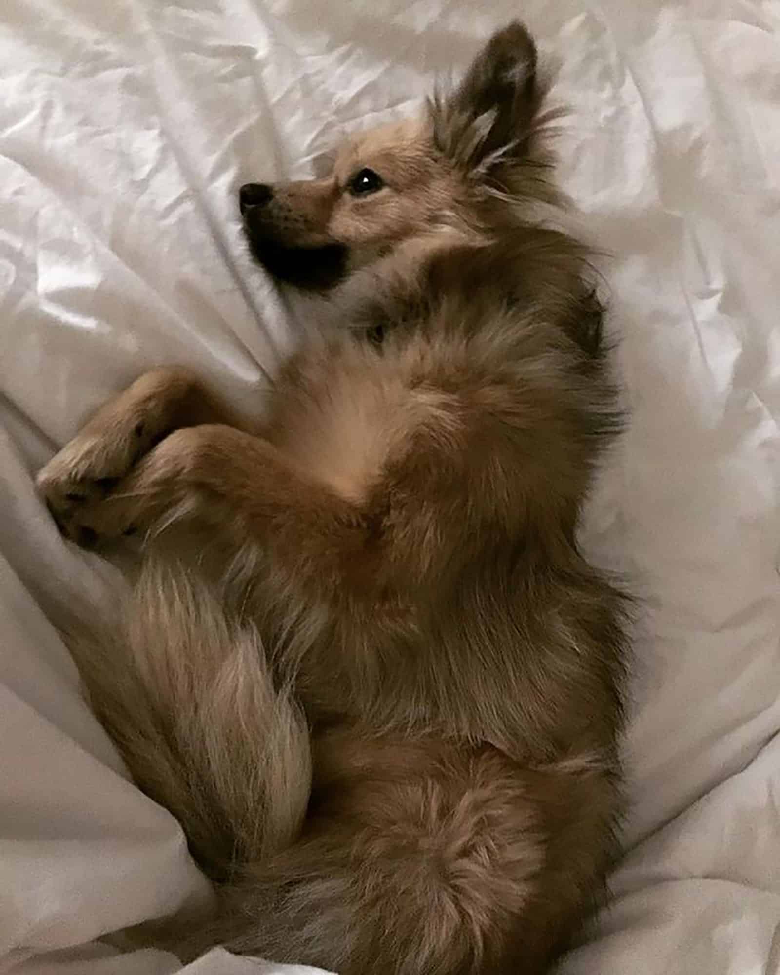 golden retriever pomeranian dog lying in the bed