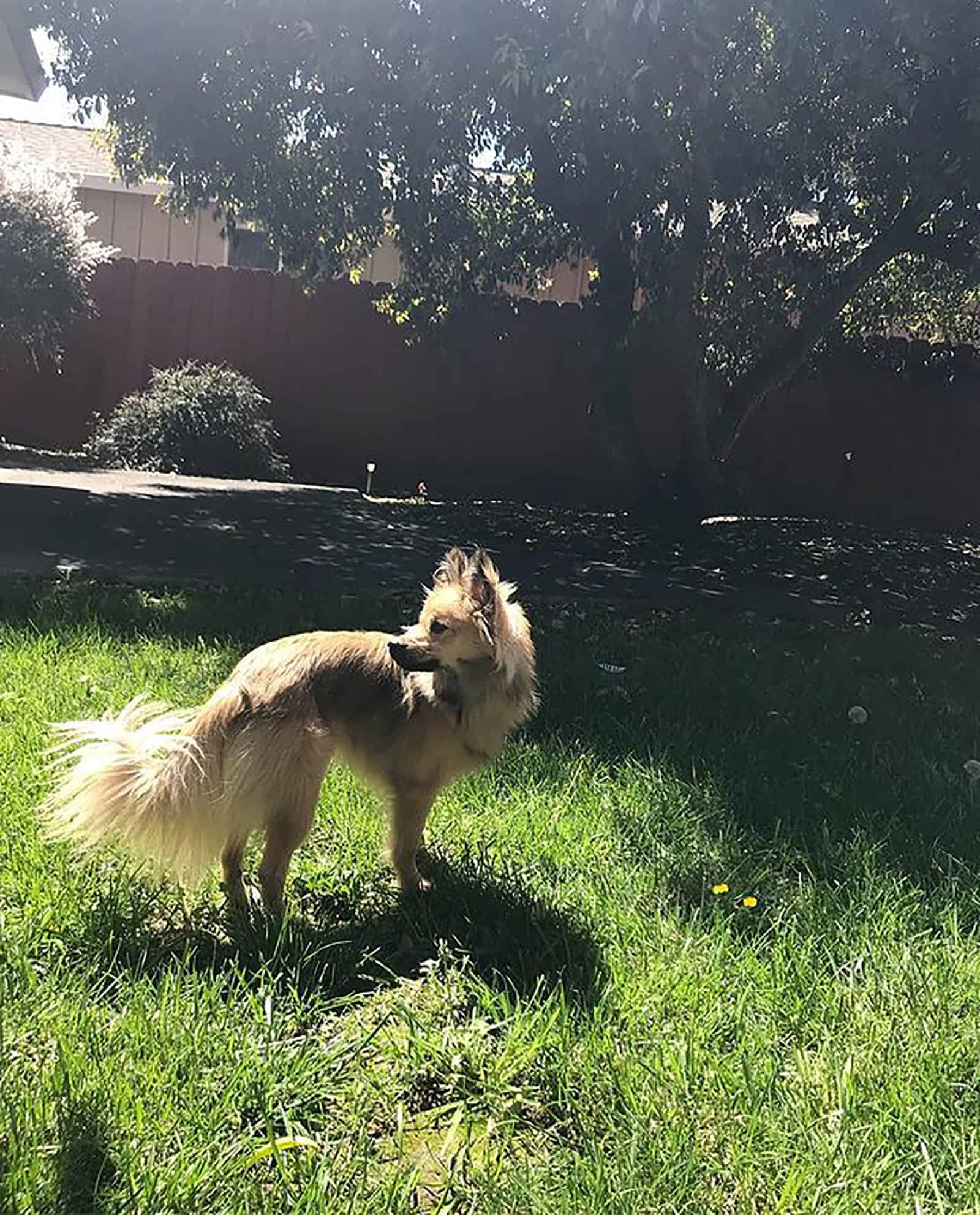 golden retriever pomeranian dog standing on the grass in the backyard