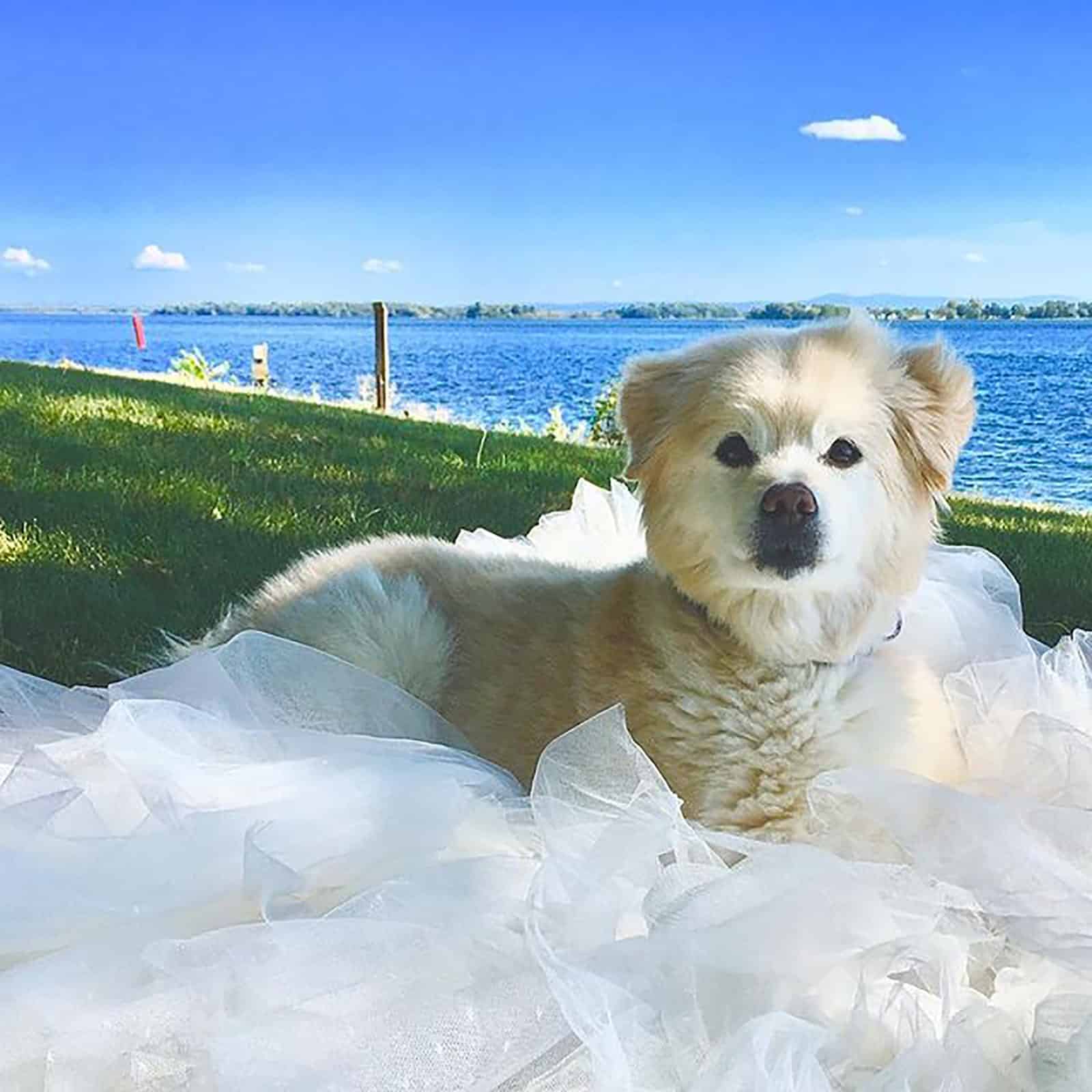 golden retriever pomeranian dog lying on white textile outdoors