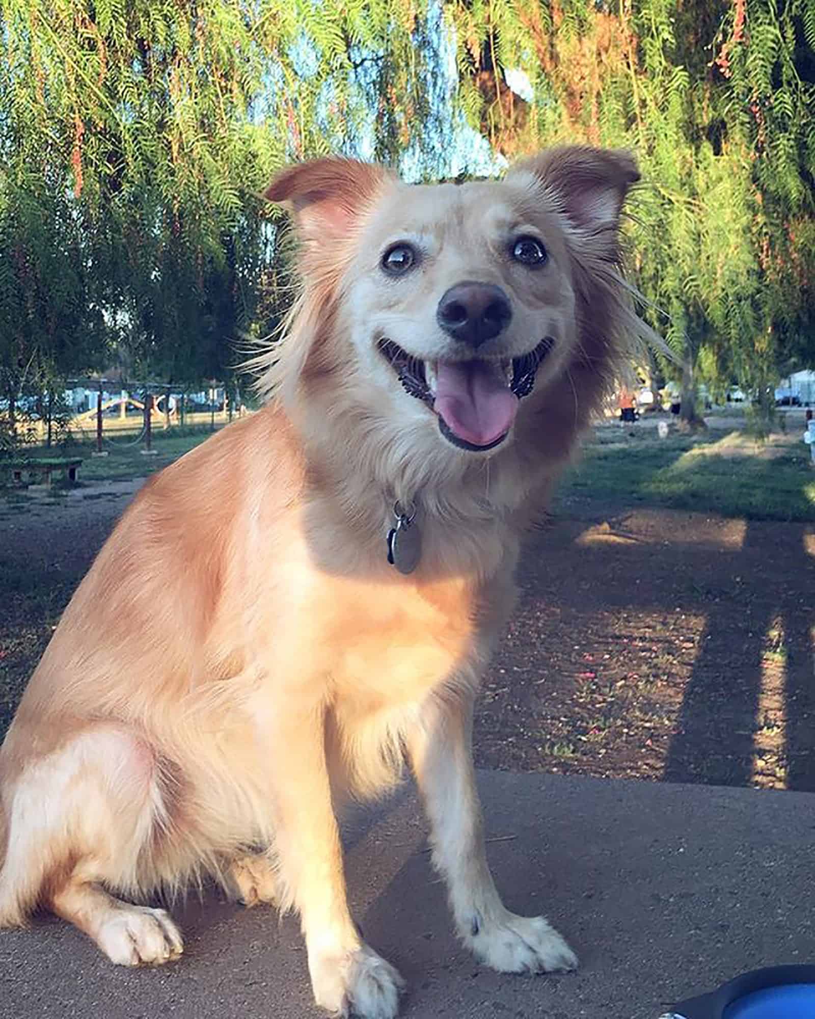 golden retriever pomeranian mix dog in the park