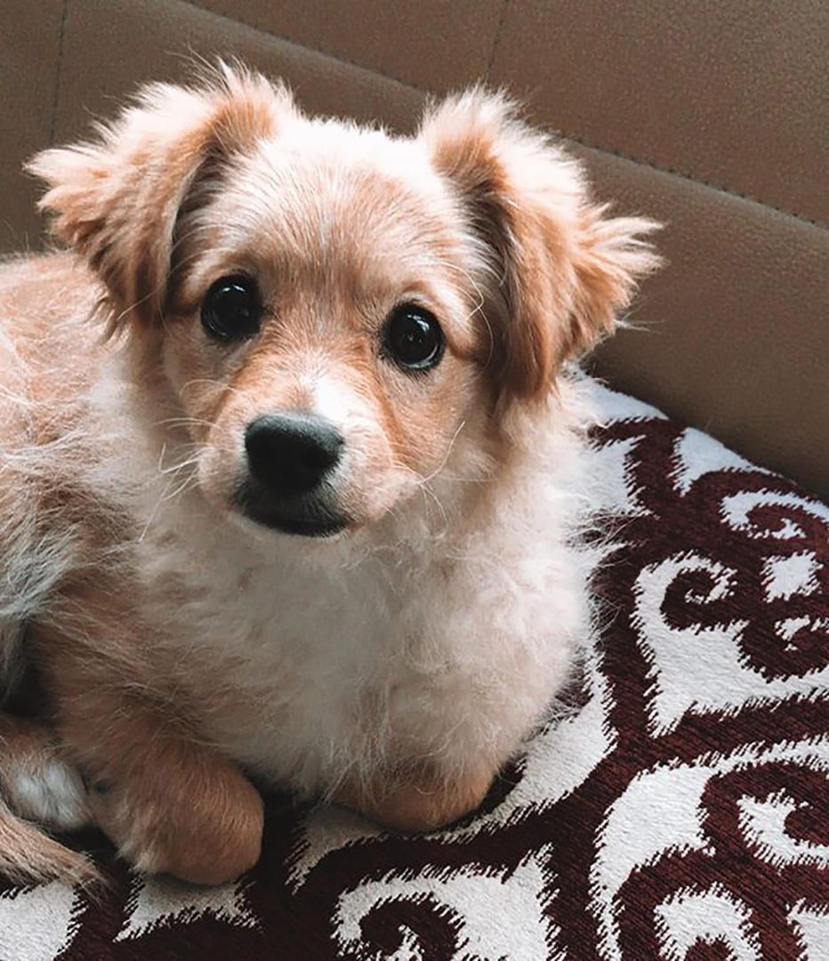 Golden Retriever Pomeranian Mix Double Cuteness Attack