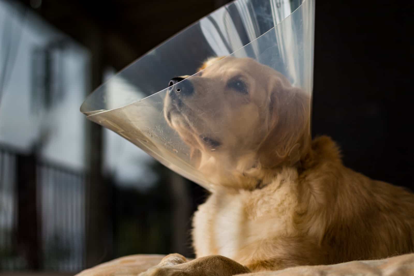 golden retriever wearing a cone of shame