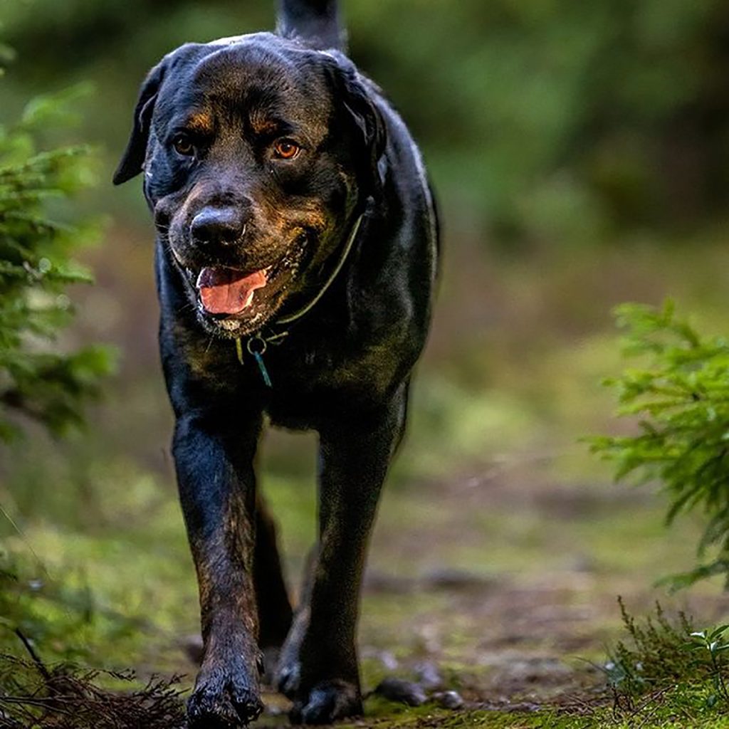 Golden Rottwellier 33 Incredible Rottweiler Mixes For Every Rottie Lover