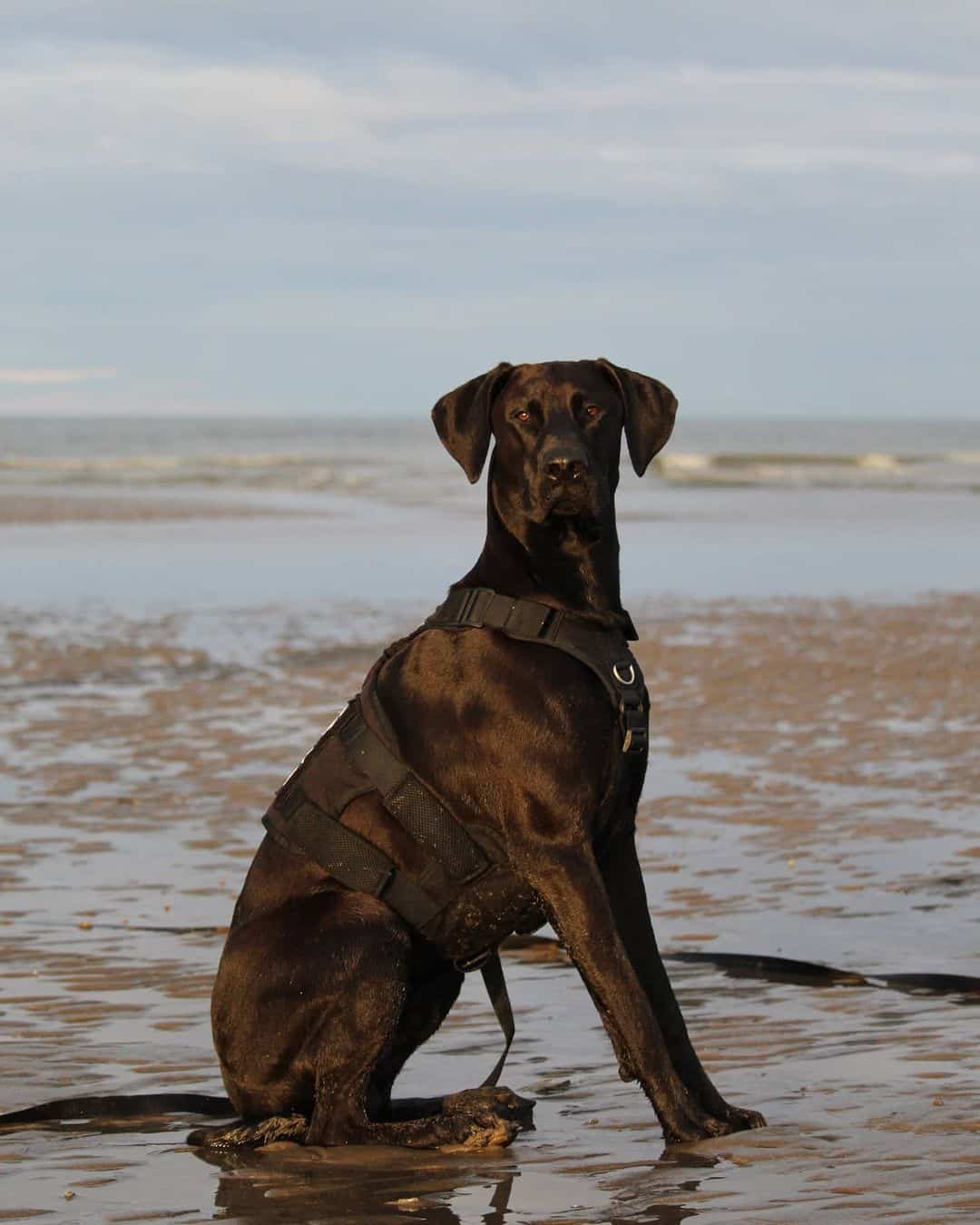 great dane doberman mix at the beach