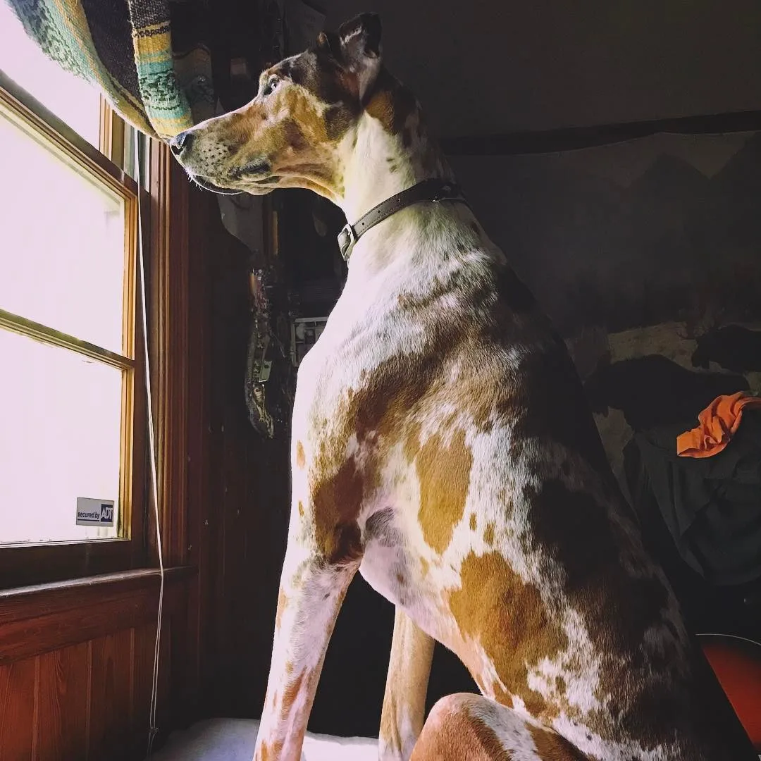 great dane doberman mix looking out the window