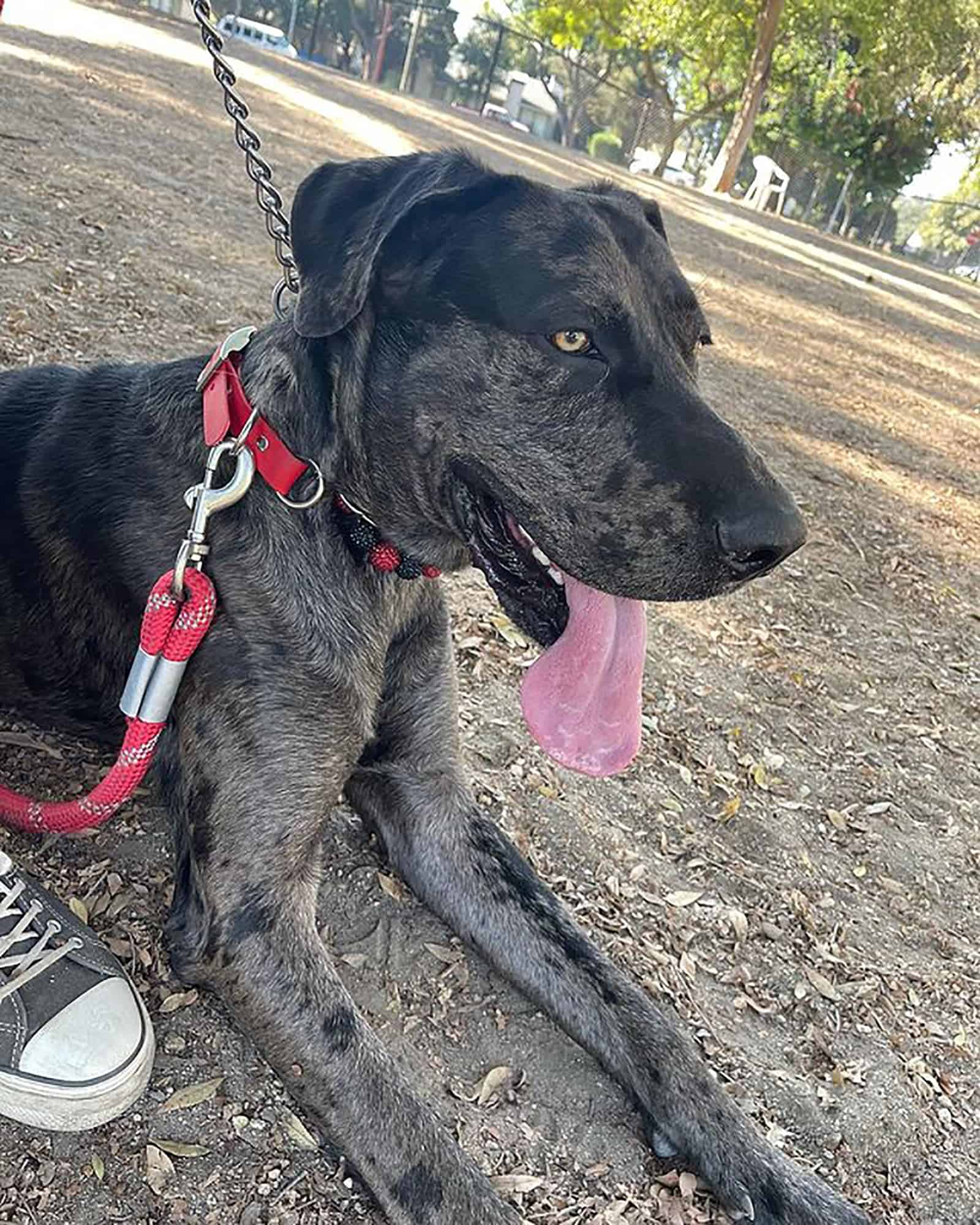 great dane german shepherd dog lying on the ground in the park