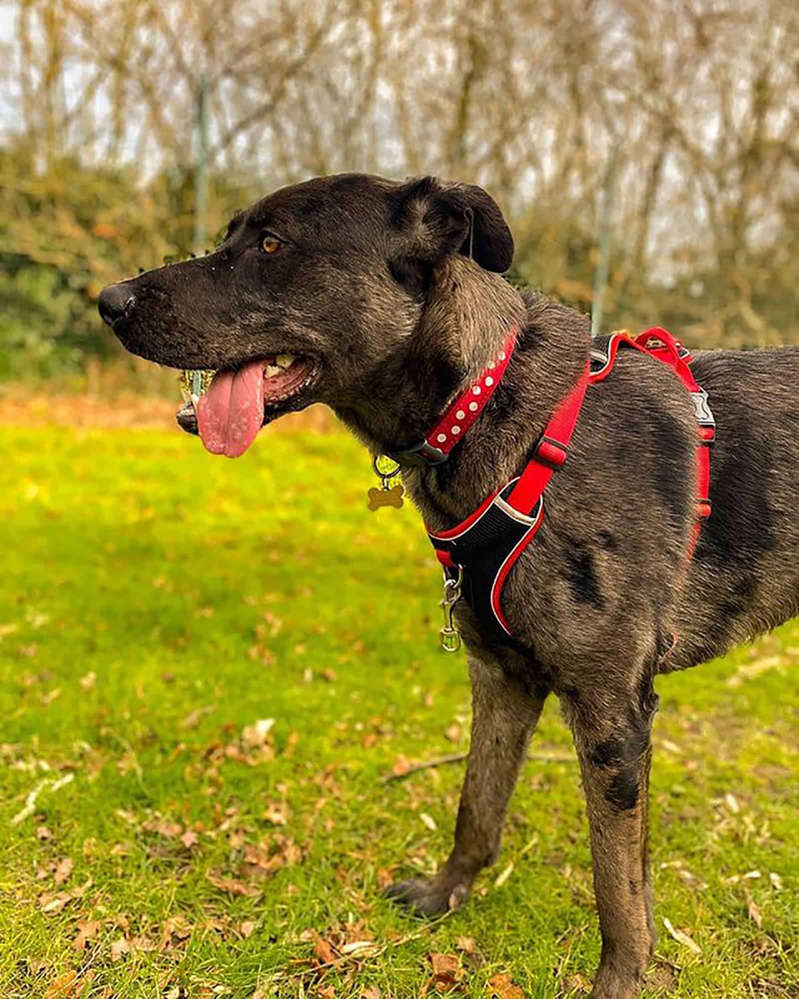 great dane german shepherd dog standing on the grass in the park