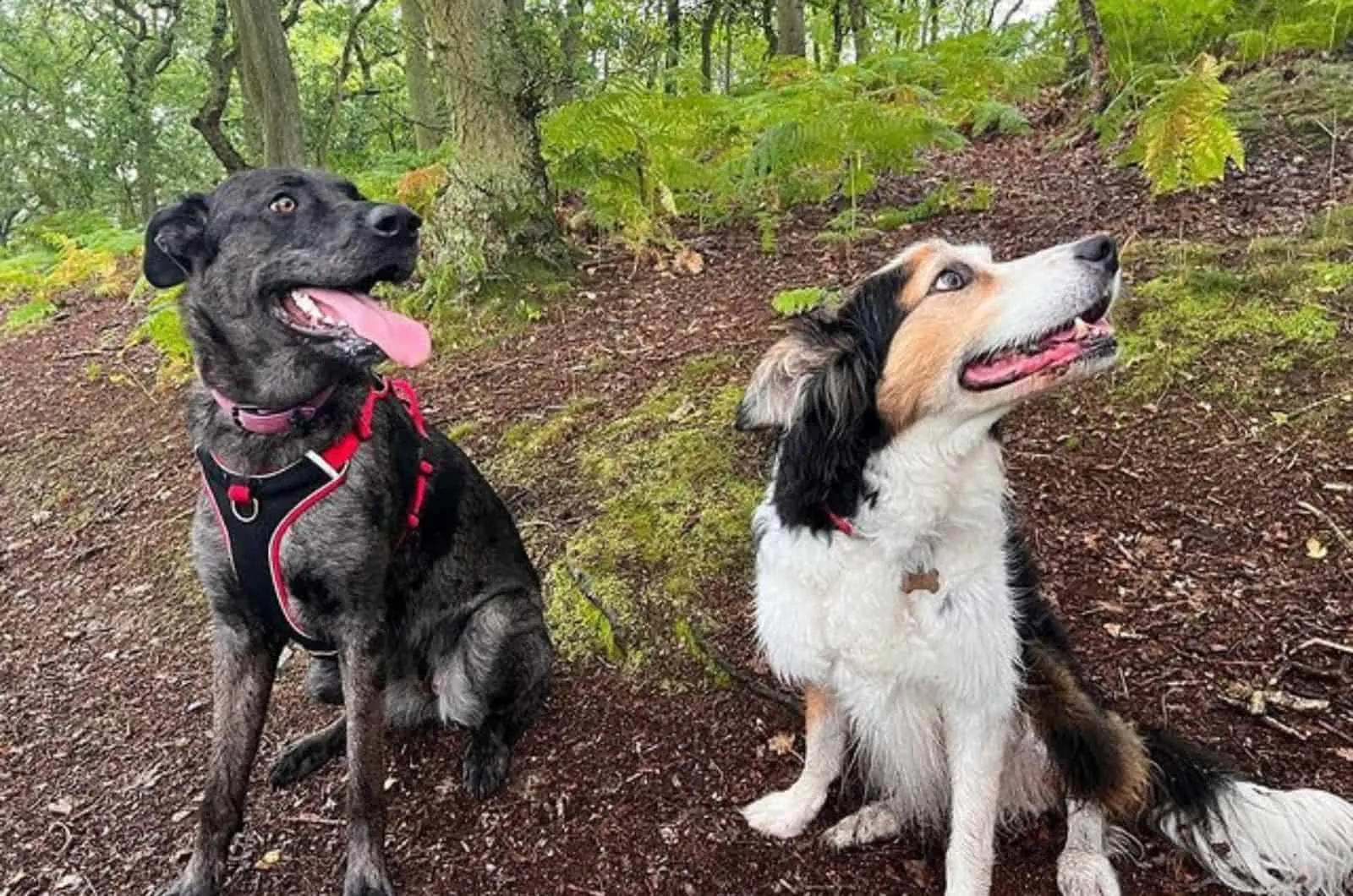 great dane german shepherd mix and border collie in the forest