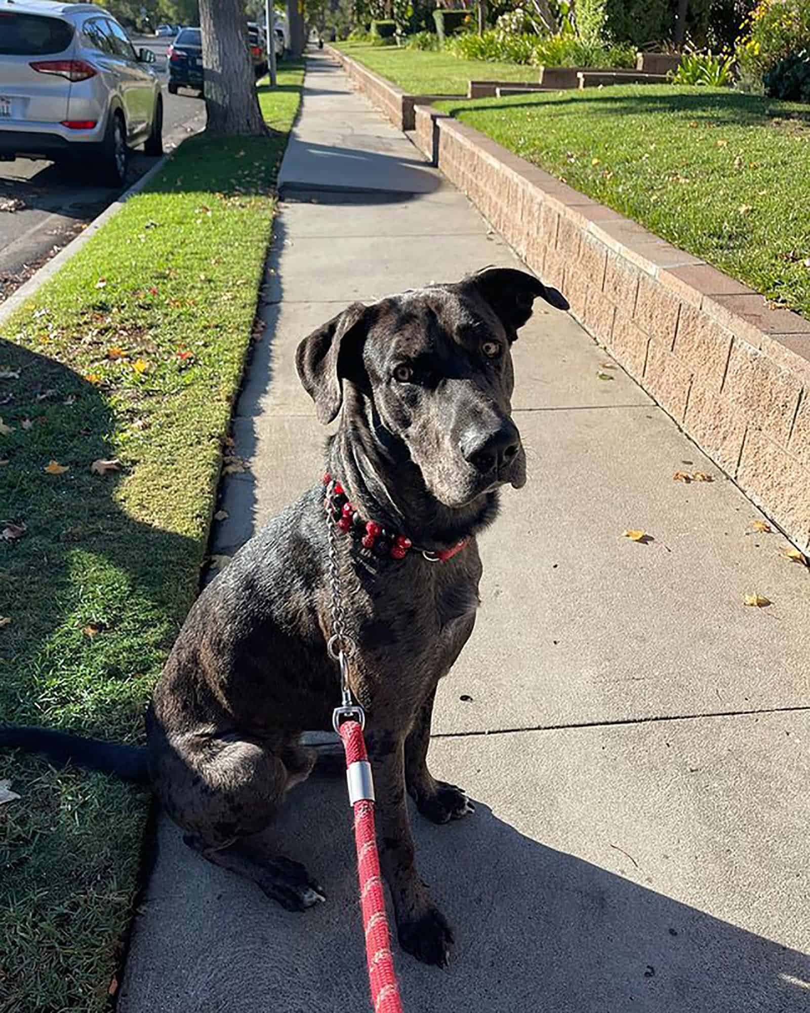 great dane german shepherd mix on a leash