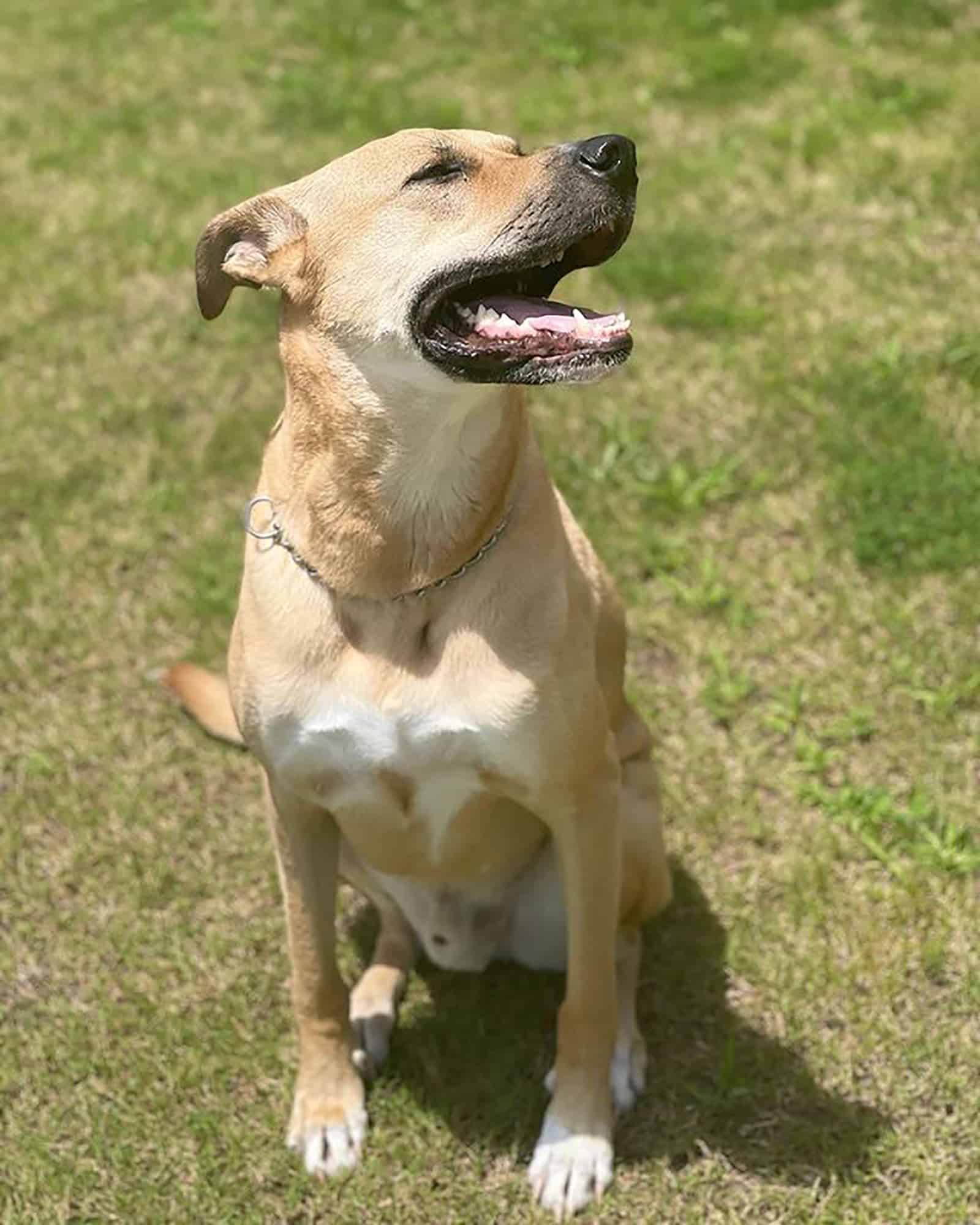 great dane german shepherd sitting on the grass on sunny day