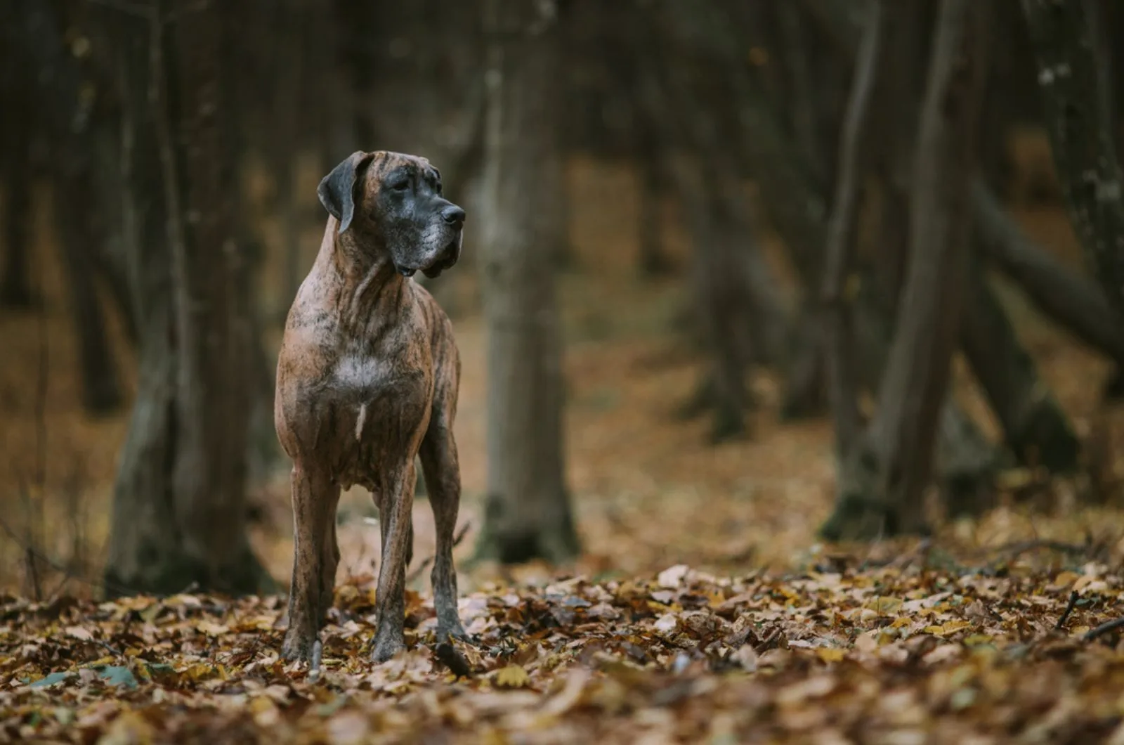 great dane in the forest