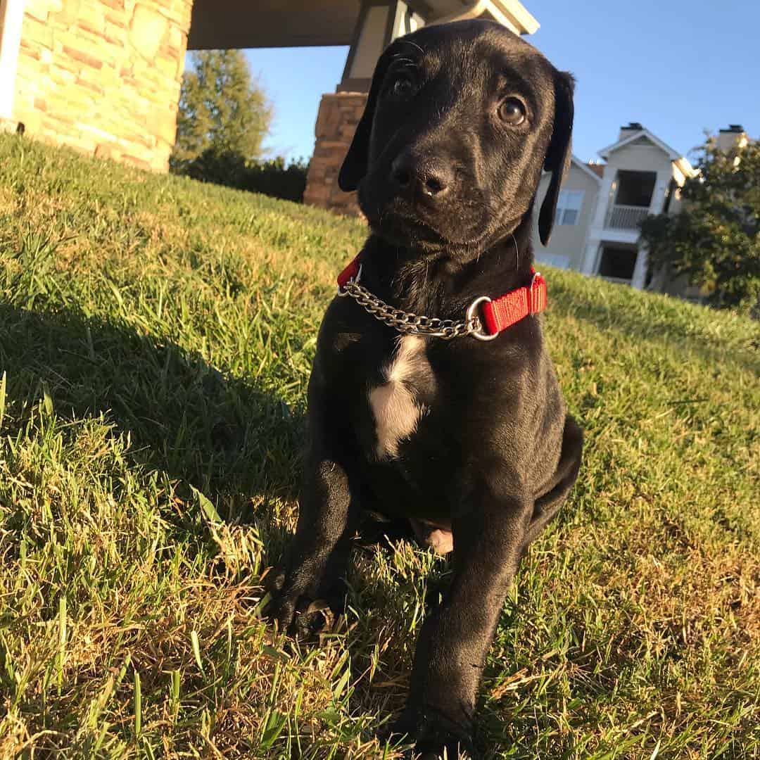 great doberdane puppy