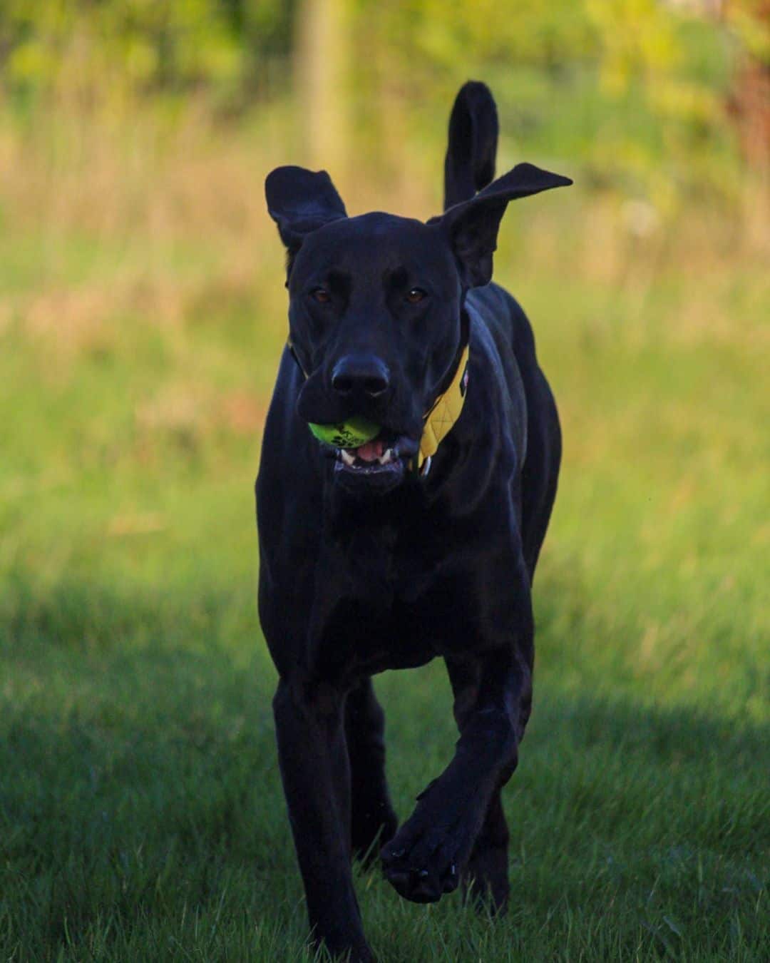 great doberdane running