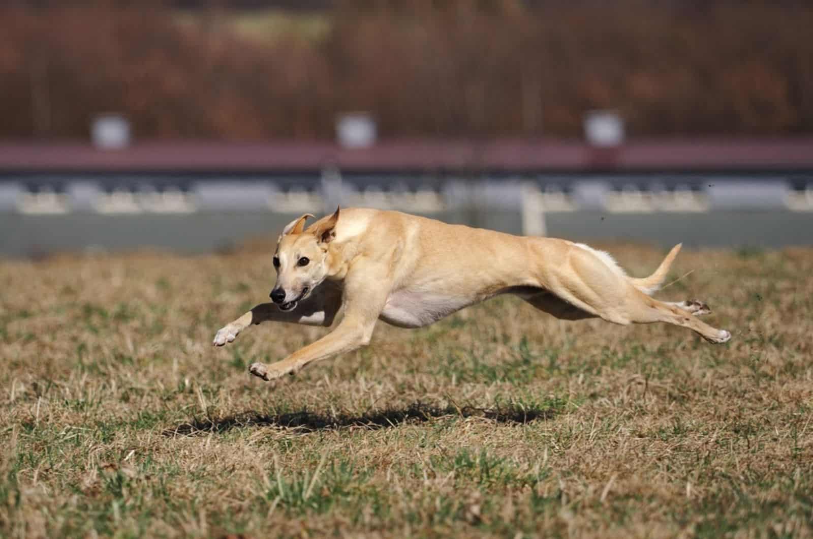 greyhound dog running on a meadow
