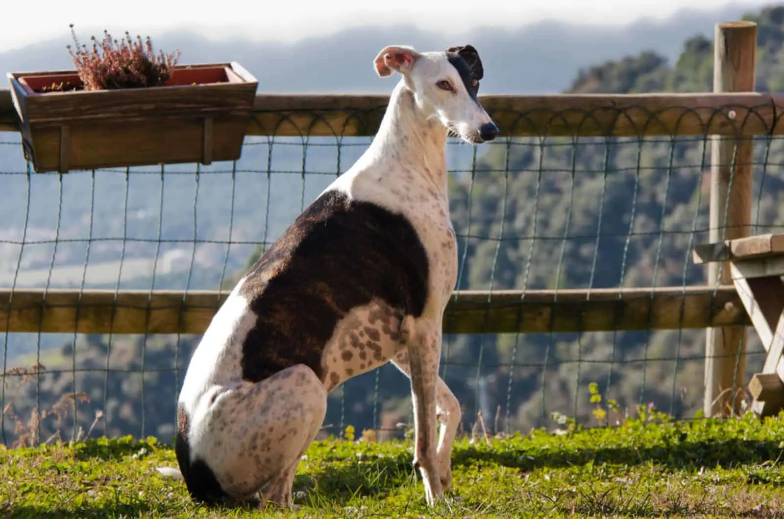 greyhound dog sitting beside a fence in the yard