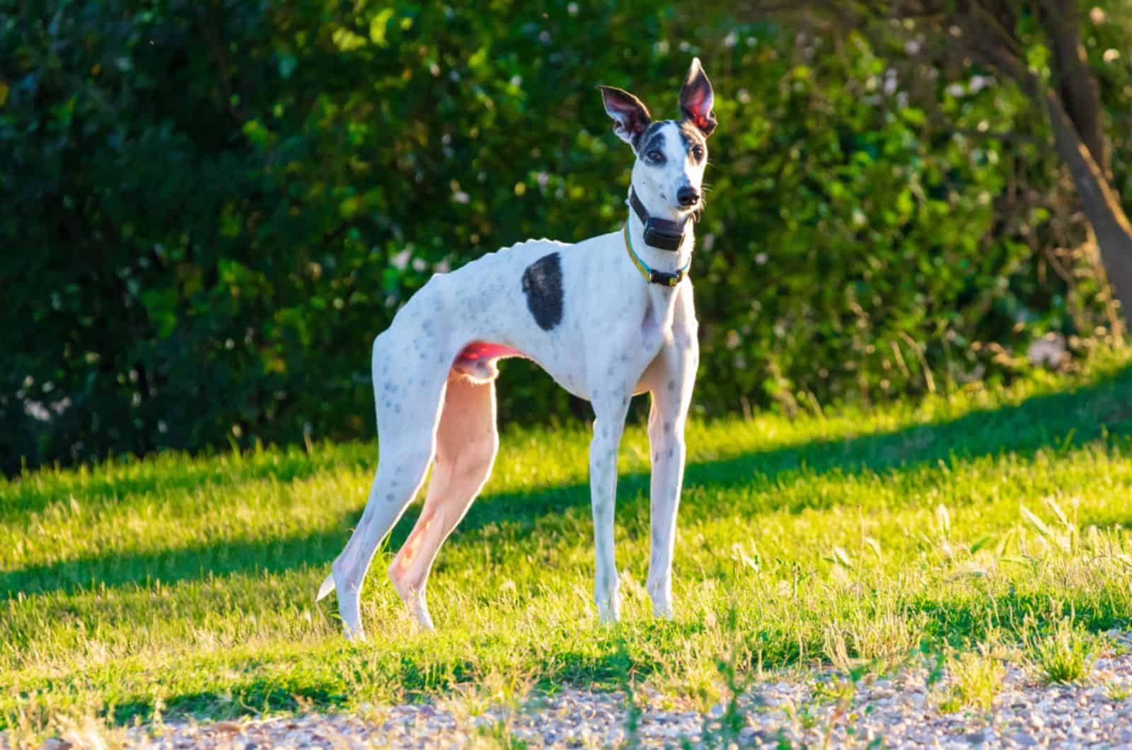 greyhound dog standing on the grass in the park
