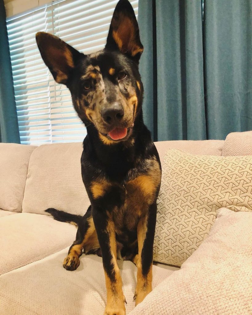 gsd catahoula dog