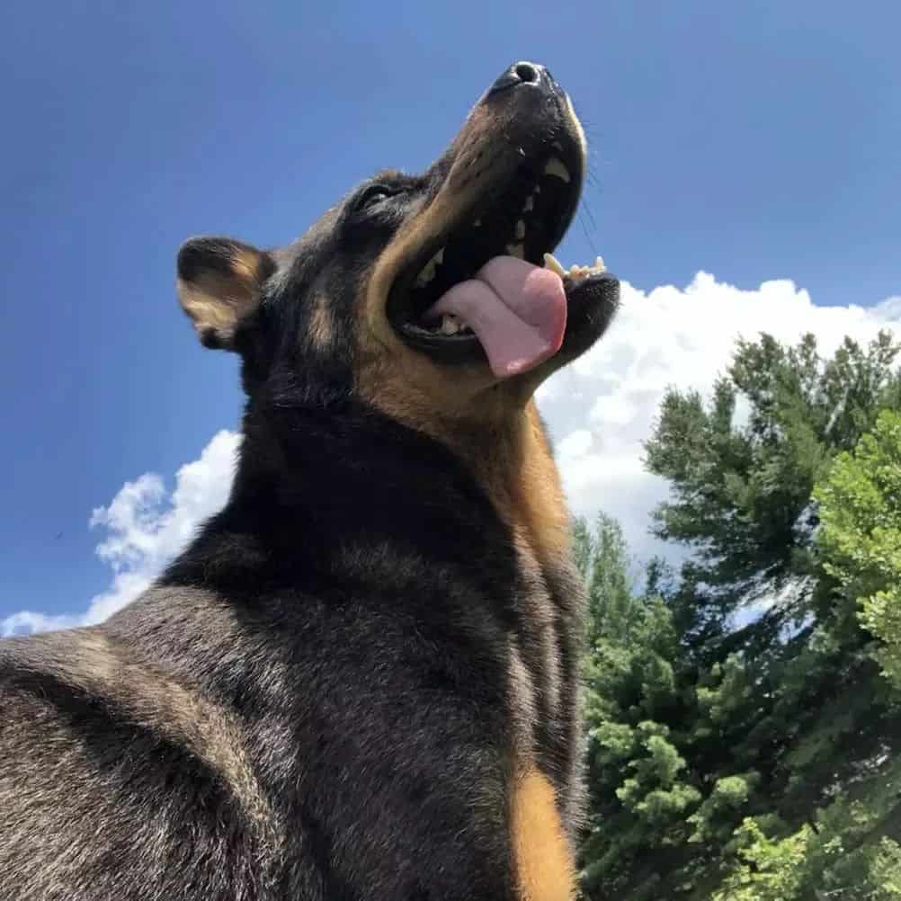 gsd catahoula mix