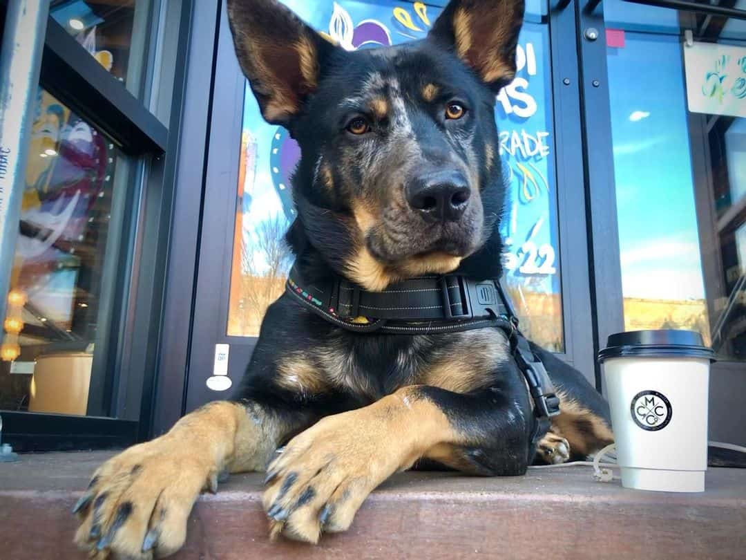 gsd catahoula mixed breed dog