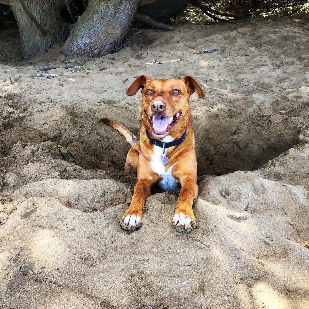 happy The Vizsla Pitbull playing in sand