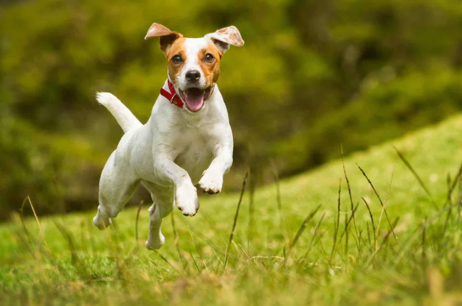happy dog running outside
